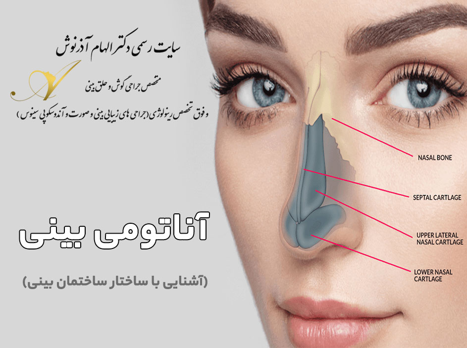 آناتومی بینی